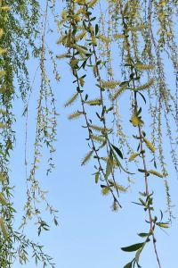 Lashappy 深圳光明中集行政飯店優惠