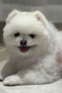 LittleDove2025 99號寶恒酒店優惠