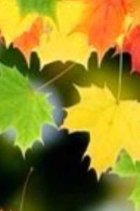 ellenchen2008 椿天酒店（深圳南山天利名城店）優惠