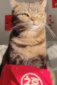 ShenzhenGGBond 鼎旺酒店（陳村地鐵站店）優惠