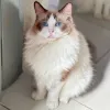 Avatar 2