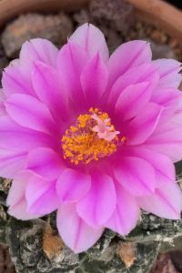 Fengyunpingtingzui 漢庭飯店（上海虹橋路地鐵站店）優惠