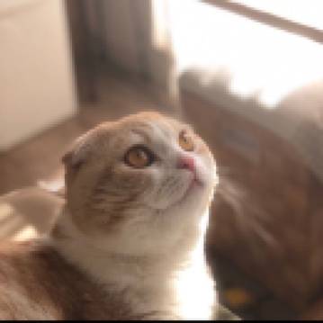 訪客用戶