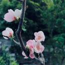 訪客