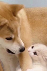 BAOooozi 天·ONE輕奢公寓（珠海富華里店）優惠