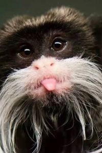 Yuanyi 澳門文華東方酒店優惠