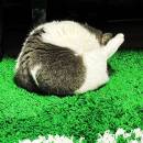 Qiguaiaicaideshanyao