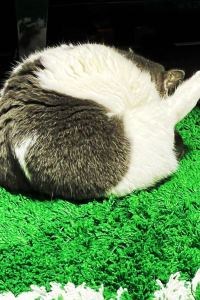 Qiguaiaicaideshanyao 澳門銀河酒店優惠