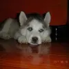 Avatar 1