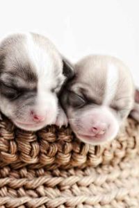 M237724**** ヴィラフォンテーヌ神戸三宮 クーポン