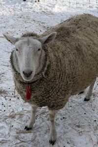 chet_l91 シャレーアイビー定山渓 クーポン