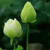 Avatar 1