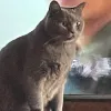 Avatar 1