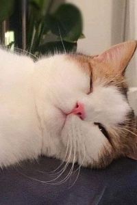 Babujiunoxihongshishi 希岸飯店（廈門機場區政府店）優惠