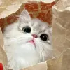 Avatar 1