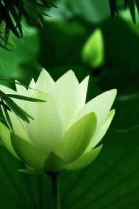 2009nakata 曼谷安納塔拉暹邏飯店優惠