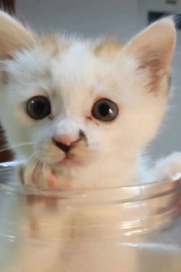 M29046**** 三亞半山半島洲際度假酒店優惠