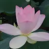 Avatar 1