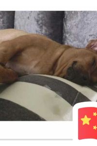 訪客用戶 柏博飯店（哈爾濱中央大街店）優惠