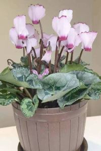 Shao  杭州濱江星光大道亞朵飯店優惠