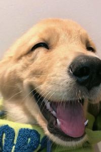 OHO🐶 新北淡水福格大飯店優惠