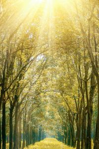 Yiqieweixinzao🌼 維也納國際飯店（溫州機場店）優惠