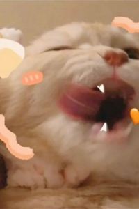 Hunter Chen 長隆酒店（廣州長隆野生動物世界店）優惠