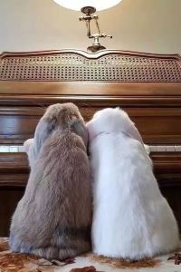 Tanqindetuzi 深圳星河麗思卡爾頓酒店優惠