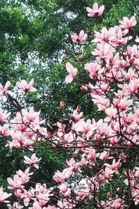 _M1591570**** 芭堤雅都喜天麗酒店 （SHA Extra Plus）優惠