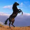 Avatar 1