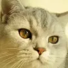 Avatar 1