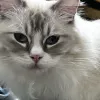 Avatar 2