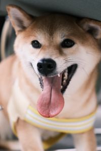 Chuquwanzuizhongyaojiushikaixin 烏鎮未遠Villa度假民宿優惠