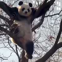 艾紫拉