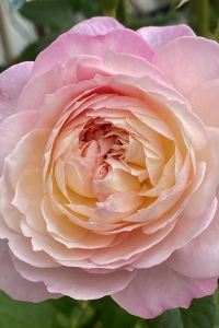 Yunximaoduoduo 東京豐洲日航城市酒店優惠