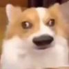 user-icon