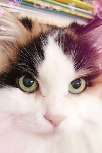 M228899**** 海口萬豪酒店優惠