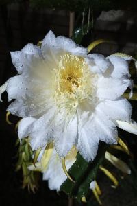 Oumaigakongyajibingshuiji 巴菲伯格飯店（長安地王廣場店）優惠