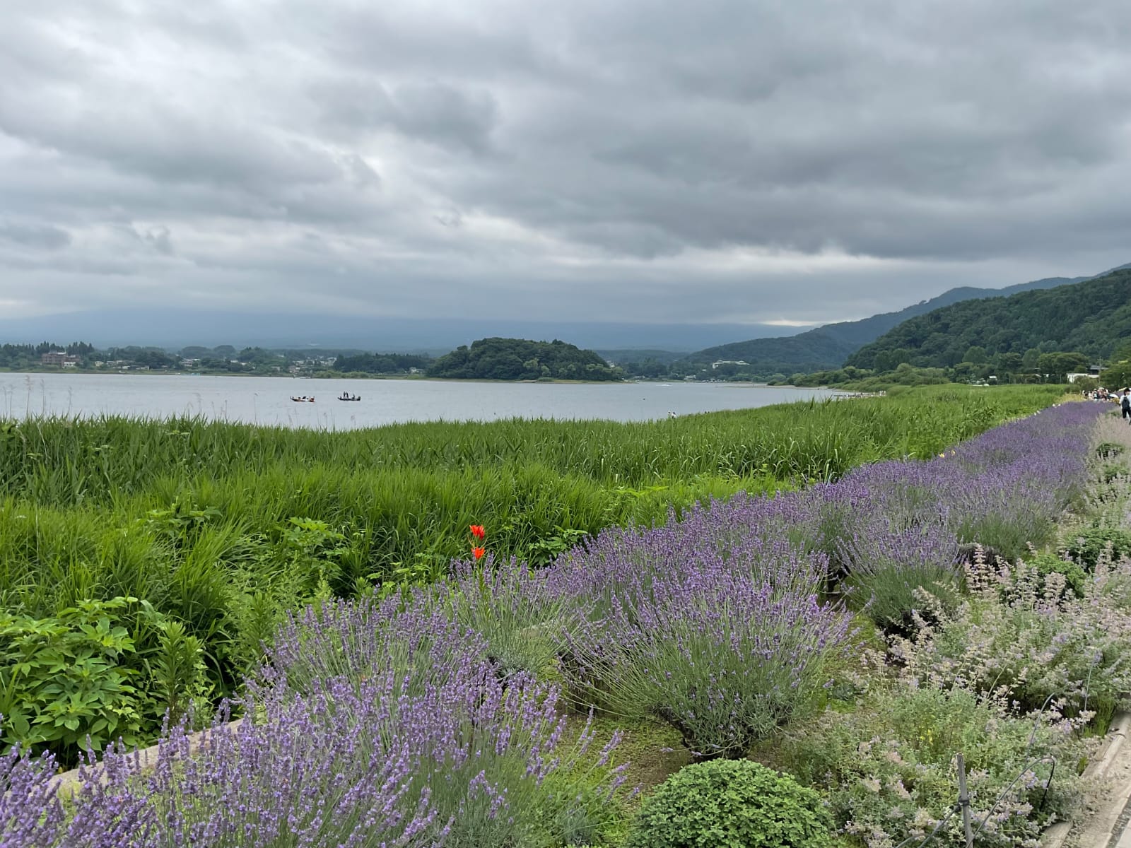 Lake Kawaguchi: A Must-Visit Gem for Families and Nature Lovers
