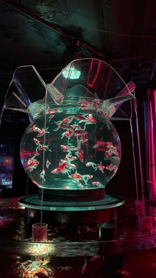 Art Aquarium Museum: A Unique Escape in Tokyo’s Ginza