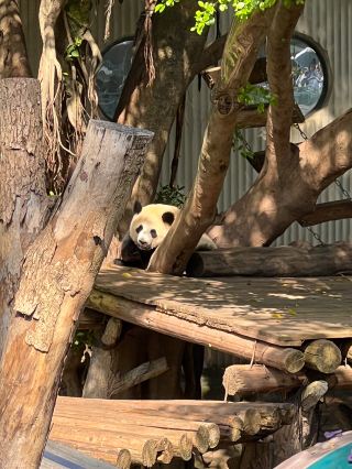 Exploring Chongqing Zoo: A Family-Friendly Destination with Easy Access