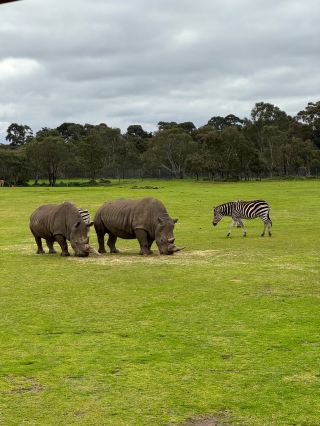 Full of Wild Fun! Werribee Open Range Zoo First-Hand Review & Tips.