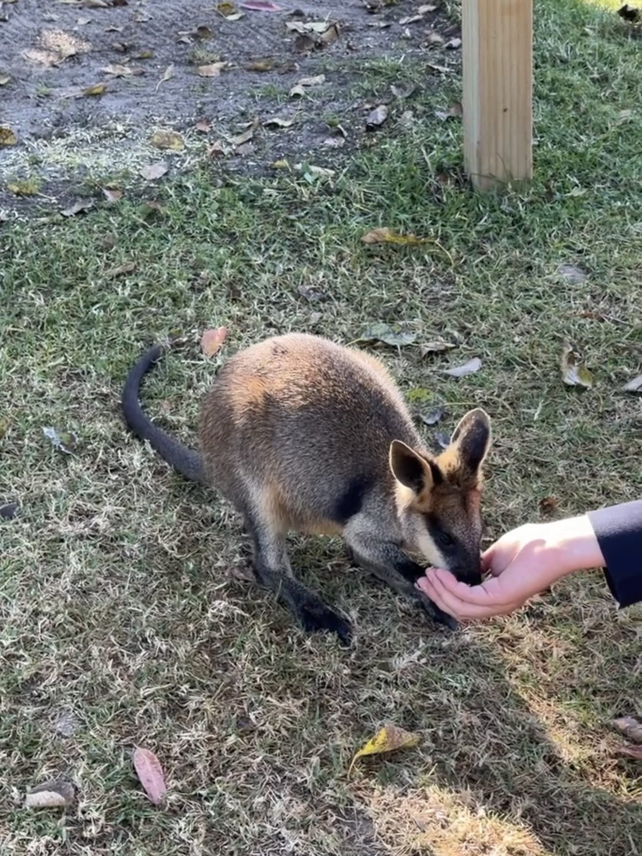 Symbio Wildlife Park：親近澳洲野生動物的完美體驗！