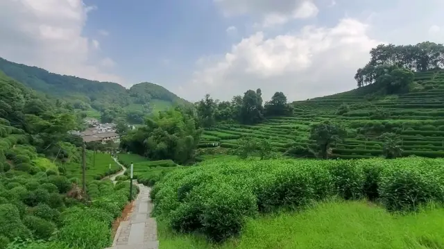 Hangzhou Tea Field Hiking 