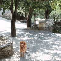 Great Hilltop Tibetan Heritage-Homestay 