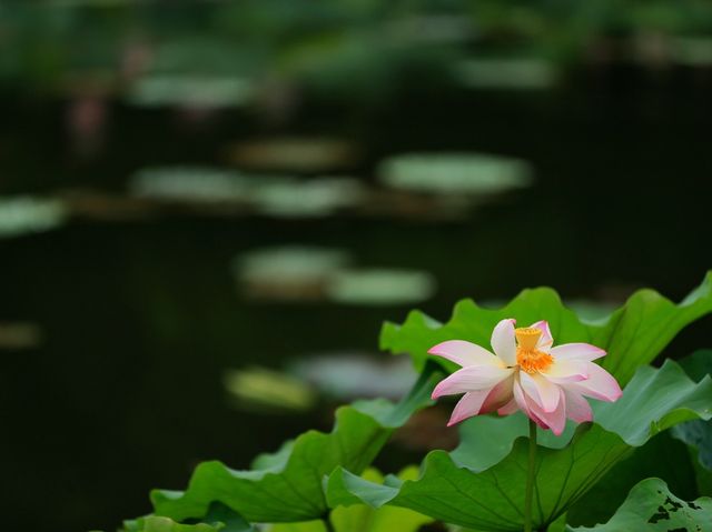 杭州湘湖