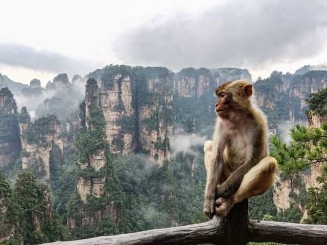 Baby Monkeys in the Avatar Mountains