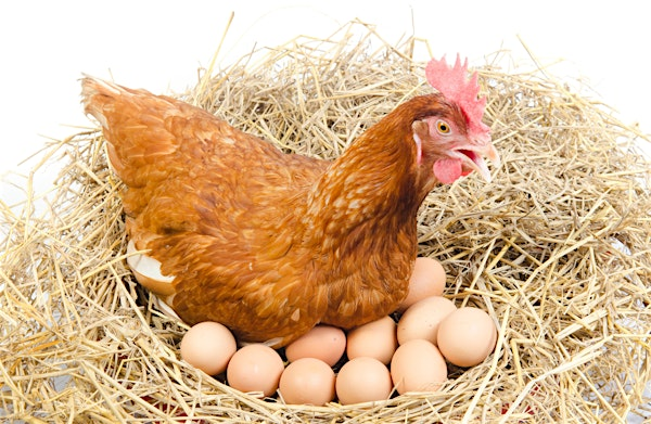 The Egg-Laying Journey: From Chicks to Peak Egg Production Workshop | Wheeler Historic Farm Outdoor Education Center