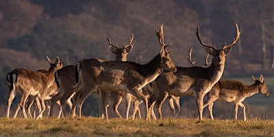 Deer Safari at Boconnoc Estate | Boconnoc Estate