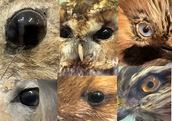 Family Art Workshop - The Eyes Have it! | Ilfracombe Museum